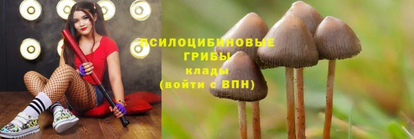 стаф Бородино